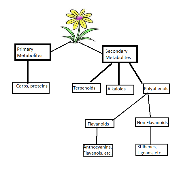 To answer the question – What are polyphenols in food? – first requires a botany backstory.